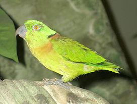 Зеленоголовый неразлучник, Agapornis swindernianus