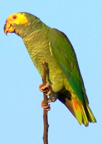 ���������� ������, Alipiopsitta xanthops, Amazona xanthops