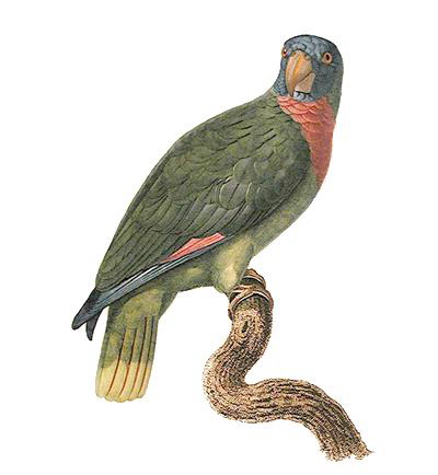 Краснозобый амазон, Amazona arausiaca