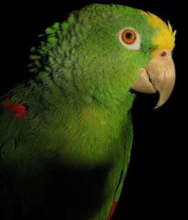 Желтошейный амазон, Amazona auropalliata