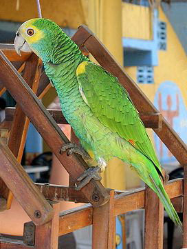 ���������� ������, Alipiopsitta xanthops, Amazona xanthops