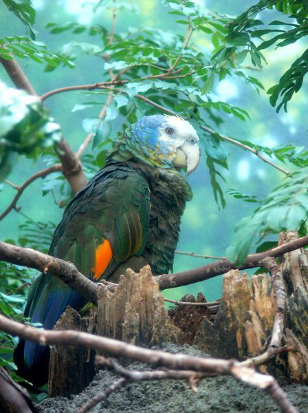 Императорский амазон, Amazona imperialis