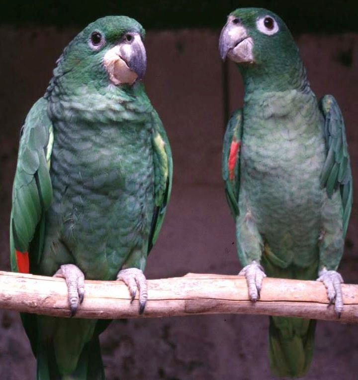 Императорский амазон, Amazona imperialis