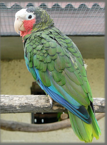 ��������� ������, ��� �����������, Amazona leucocephala