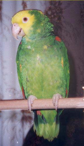 Желтоголовый амазон, Amazona oratrix