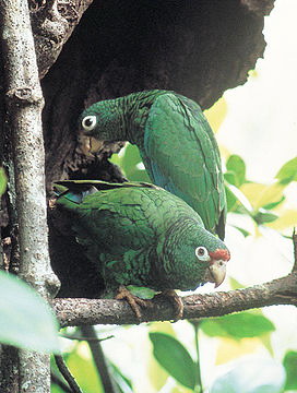 Пуэрториканский амазон, Amazona vittata