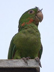 Попугаи Белоглазый аратинга, Aratinga leucophthalmus