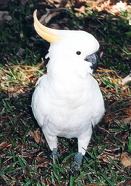 ������� ����������� ������, Cacatua galerita, Plyctolophus galeritus