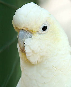 ������������ ������, Cacatua haematuropygia, Kakatoe haematuropygia