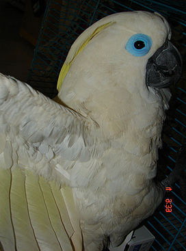 ������� ������, Cacatua ophthalmica, Plyctolophus ophthalmicus