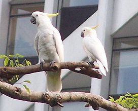 ����� ����������� ������, Cacatua sulphurea, ���. Plyctolophus sulphurea