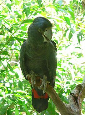 �������� ������ ������, Calyptorhynchus banksii, Calyptorhynchus magnificus