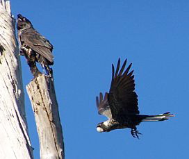 ����������� �������� ������, Calyptorhynchus latirostris