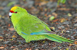 ���������� ��������� �������, Cyanoramphus auriceps