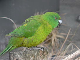 ����������� ��������� �������, Cyanoramphus unicolor