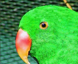 Eclectus roratus cornelia