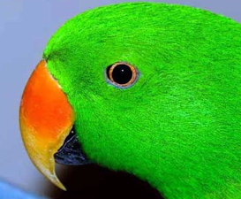 Eclectus roratus solomonensis