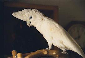 Соломонский какаду, соломонов какаду, Cacatua ducorpsii, Plyctolophus ducrops