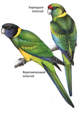 Воротничковый попугай